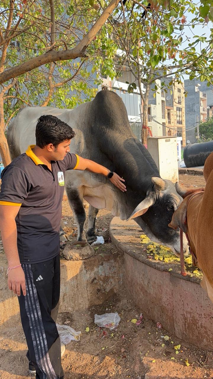 Volunteer feeding cows under a tree