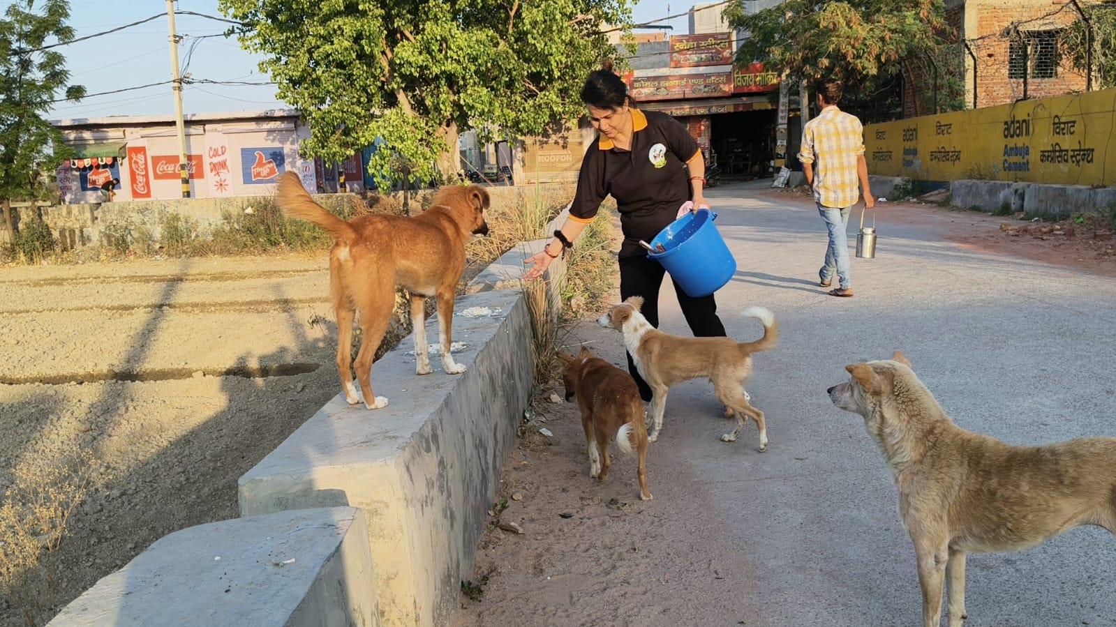 Pashu Sewa Samiti volunteer feeding street dogs during a weekly round